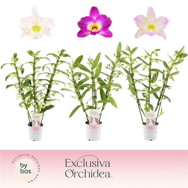 Dendrobium nobile mix 12Ø 50cm 3st 70fl