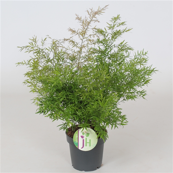 Asparagus Densiflorus Cwebe 12Ø 35cm