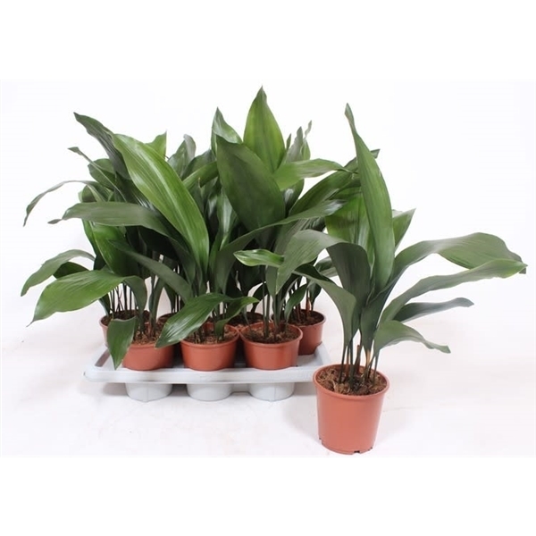 Aspidistra Elatior 14Ø 60cm 6pp