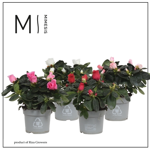 Rhododendron simsii mix 9Ø 20cm 17Ø