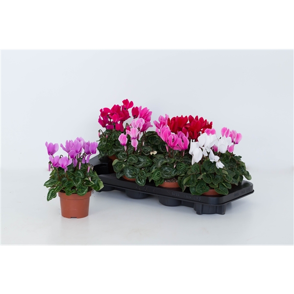 Cyclamen SS Allure mixed 10,5Ø 20cm