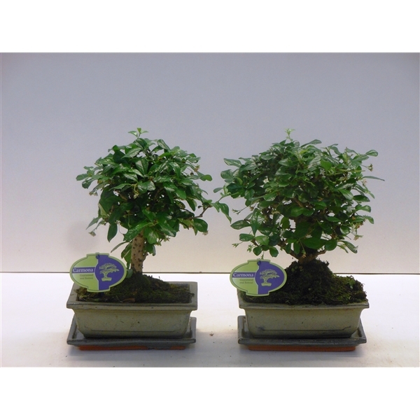 Bonsai Carmona 20Ø 30cm