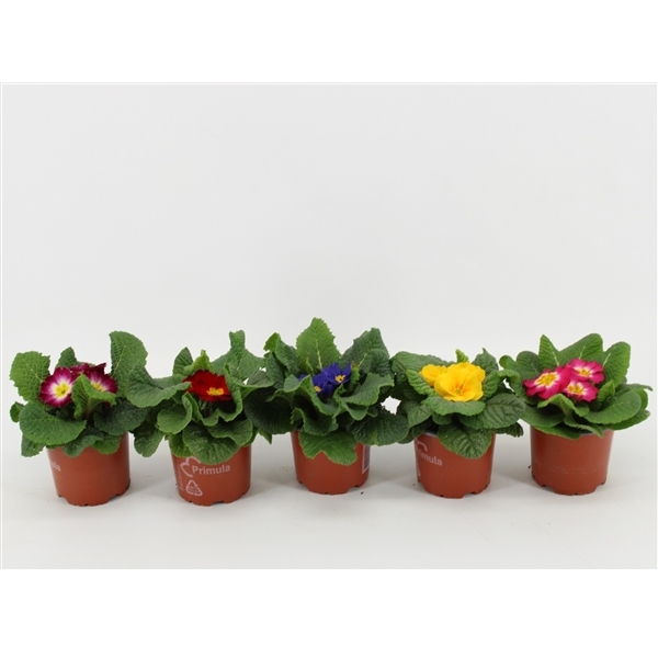 Primula acaulis mix 10,5Ø 13cm