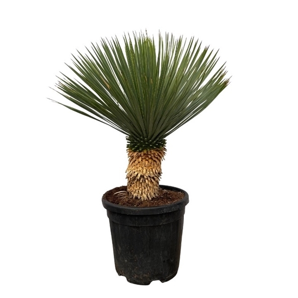 Yucca Rostrata 30Ø 85cm