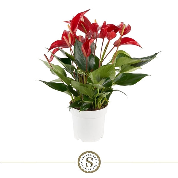 Anthurium Banderola Roja 14Ø 50cm 8fl