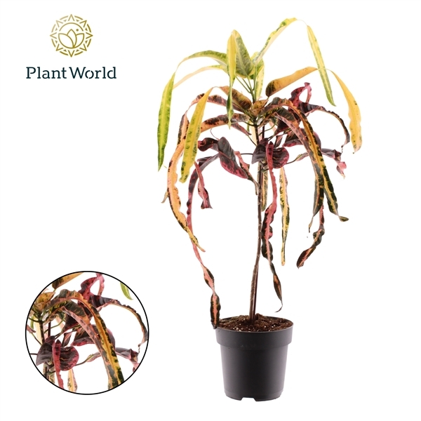 Codiaeum variegatum Dreadlocks 19Ø 70cm 1pp