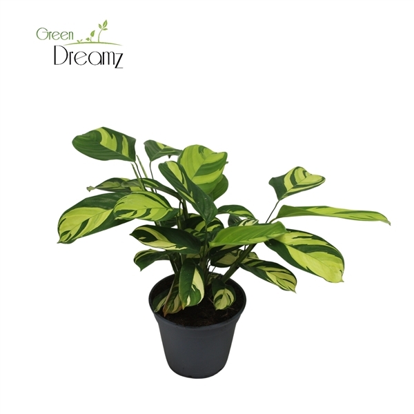 Ctenanthe pilosa Golden Mosaic 17Ø 45cm