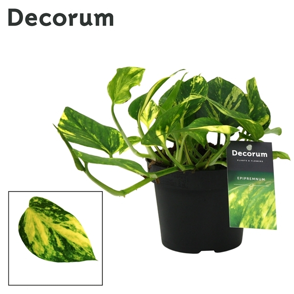 Epipremnum pinnatum N'Joy Gold 12Ø 25cm