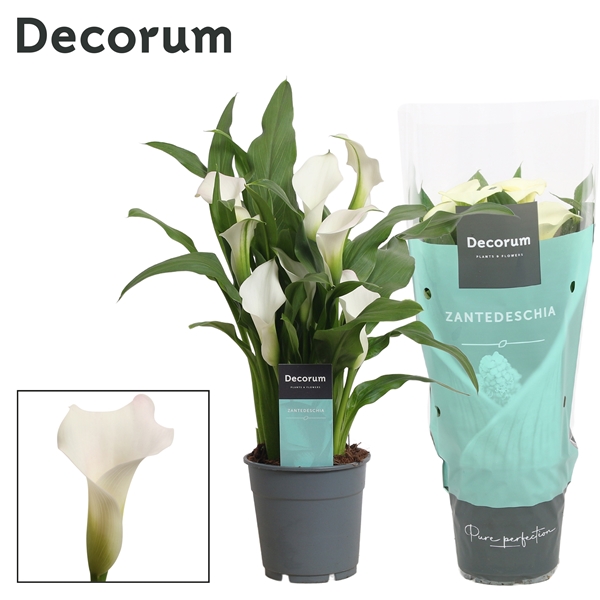 Zantedeschia Captain Fresco 12Ø 35cm 4fl