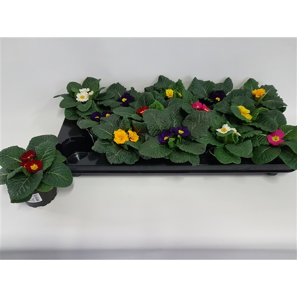 Primula acaulis mix 9Ø 20cm