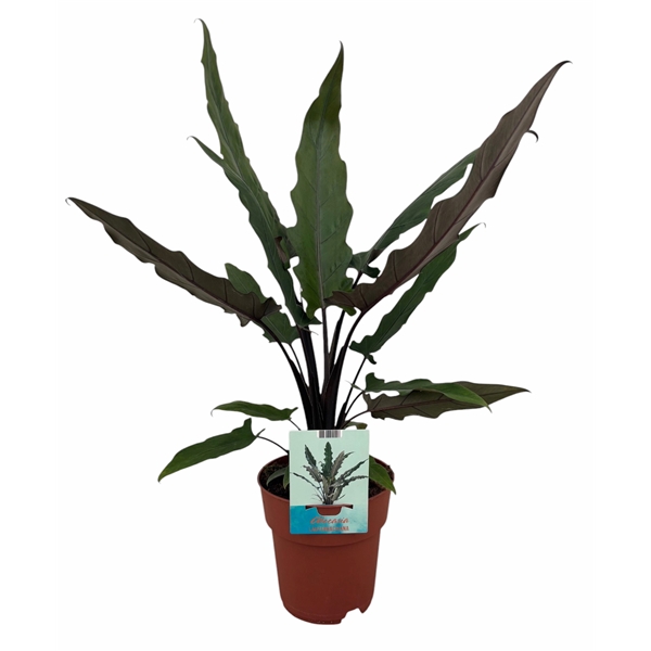 Alocasia Lauterbachiana 19Ø 75cm 2pp
