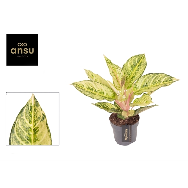 Aglao Chartreuse Pretty 12Ø 30cm 1pp