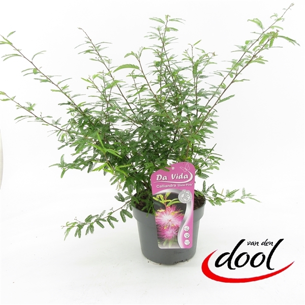 Calliandra surinamensis Dixie Pink 19Ø 40cm