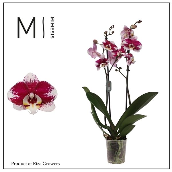 Phalaenopsis Anthura Barcelona 12Ø 80cm 2st 16fl