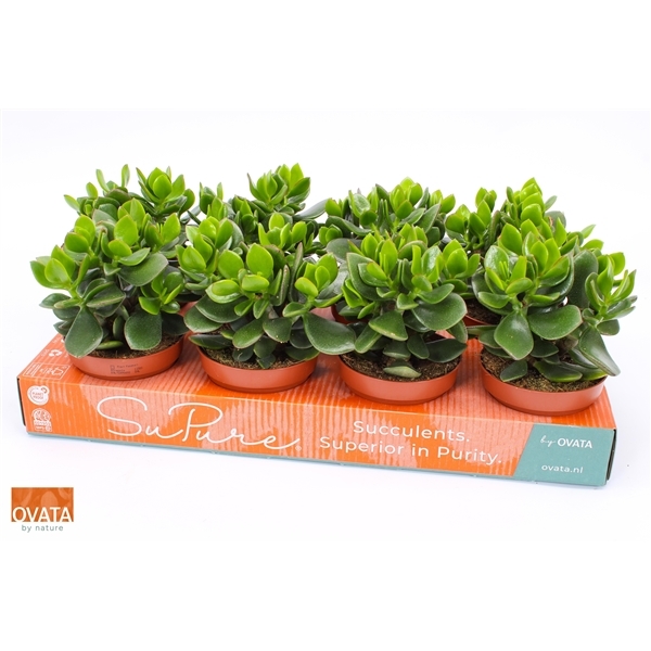 Crassula Ovata Hulk 12Ø 15cm