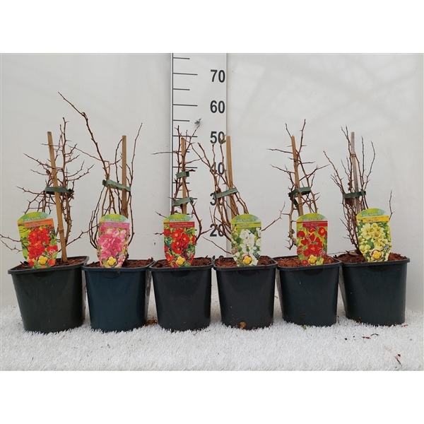 Chaenomeles superba mix 17Ø 45cm