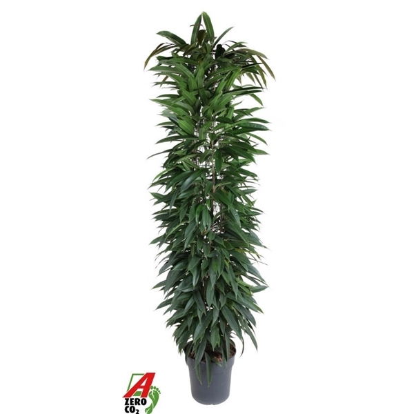 Ficus binnendijkii Alii King Zuil 32Ø 180cm 4pp