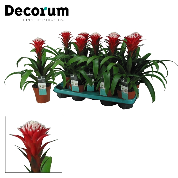 Guzmania Hope 13Ø 45cm