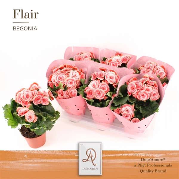 Begonia Elatior Borias TsT 14Ø 31cm