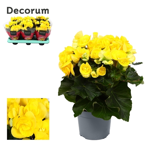 Begonia Elatior rebecca Yellow 13Ø 32cm