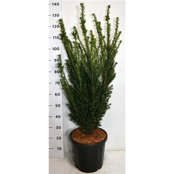 Taxus media Hillii 38Ø 120cm