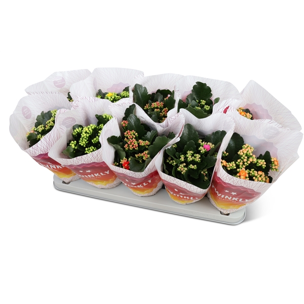 Kalanchoe bl Calandiva Perfecta mix 12Ø 25cm