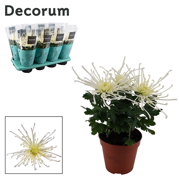 Chrysanthemum Indicum Fireworks Cream 13Ø 35cm 3pp