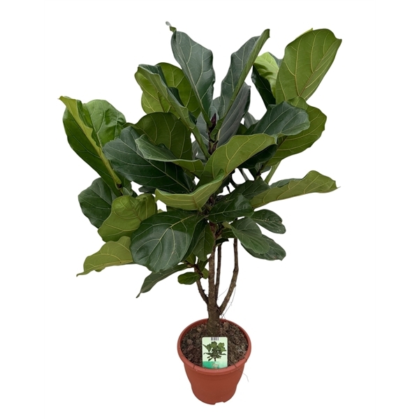 Ficus Lyrata 26Ø 100cm 1pp