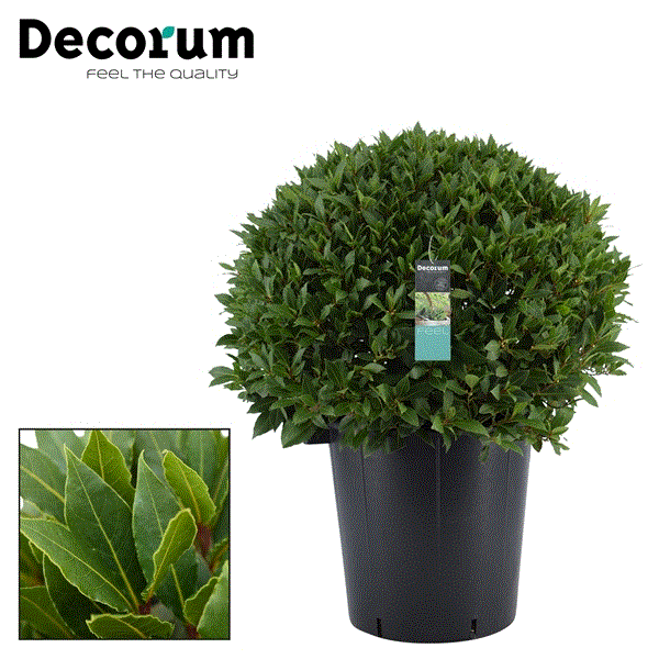 Laurus Nobilis boll on pot 40Ø 100cm 75Ø