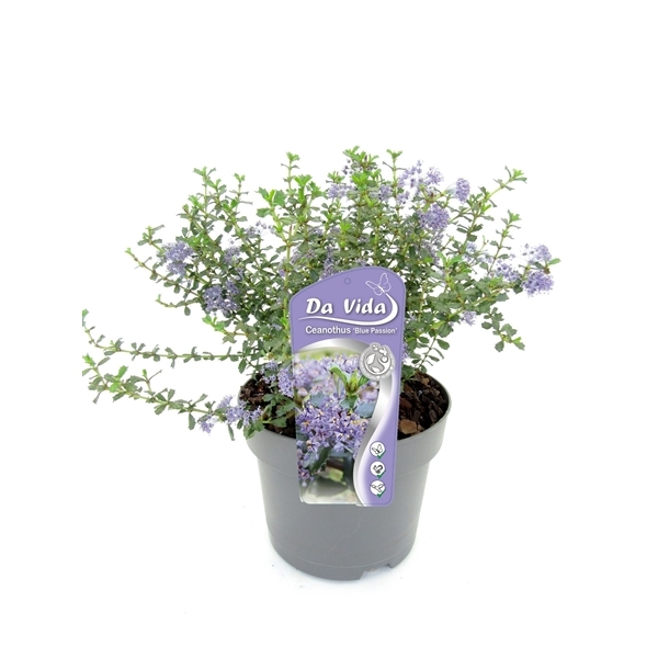 Ceonanthus Blue Passion 19Ø 35cm