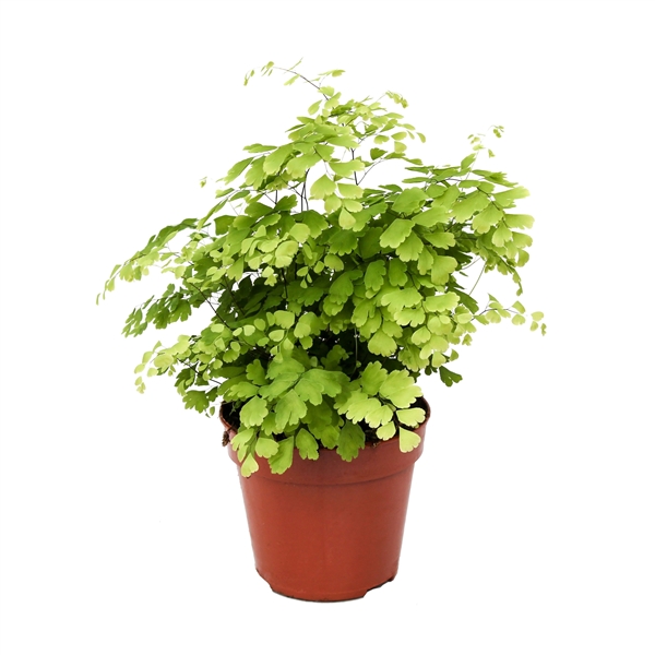Adiantum raddianum Fragrans 12Ø 30cm