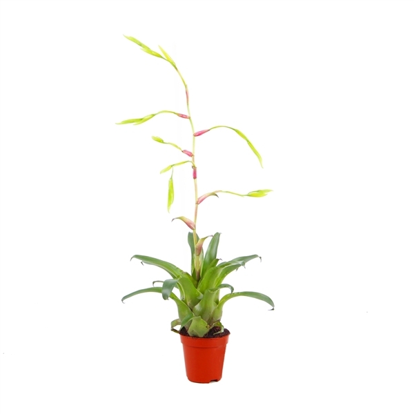 Vriesea Delicatula 5,5Ø 15cm
