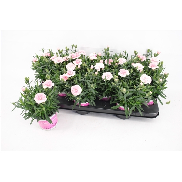 Dianthus hybr. Oscar Pink 10,5Ø 20cm