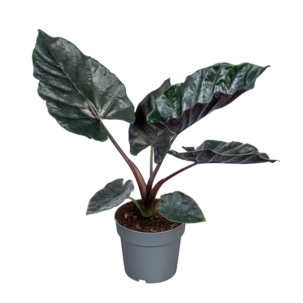 Alocasia Antoro Velvet 14Ø 40cm