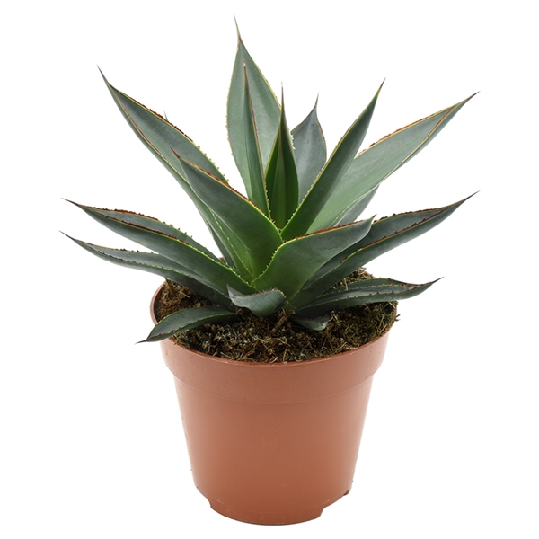 Agave Shaka Zulu 12Ø 15cm