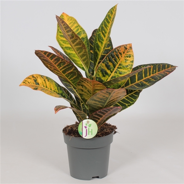 Codiaeum variegatum Petra 17Ø 45cm 1pp