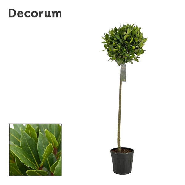 Laurus Nobilis ball on stem 25Ø 150cm 40Ø
