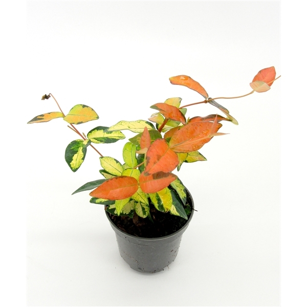 Trachelospermum Summer Sunset 9Ø 12cm