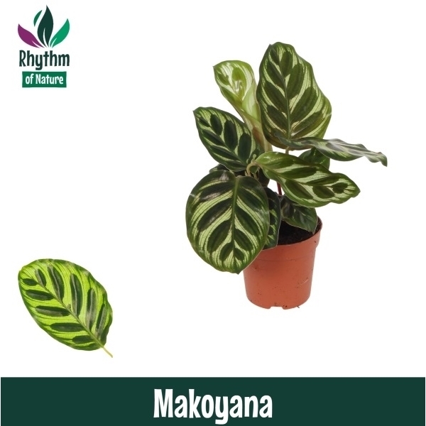 Calathea Makoyana 7Ø 15cm
