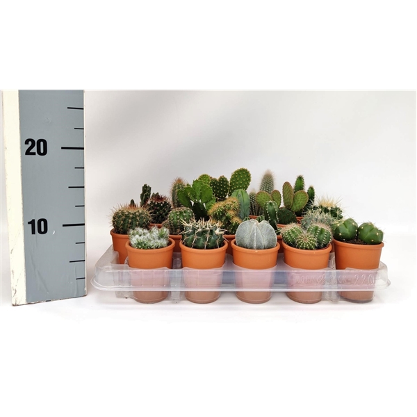 Cactus mix 5,5Ø 6cm