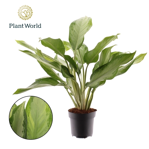 Aglaonema Cleopatra 17Ø 70cm 2pp