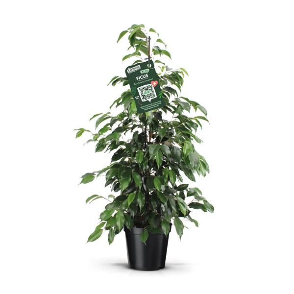 Ficus benjamina Danielle 21Ø 105cm 3pp