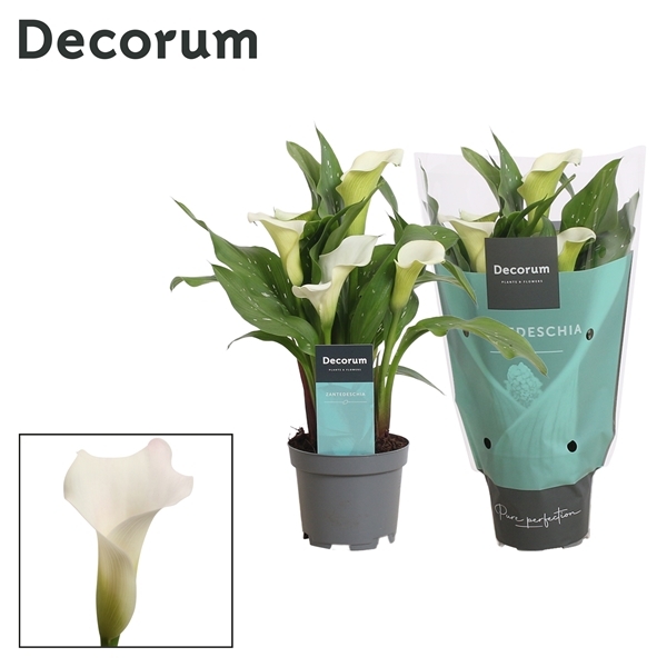 Zantedeschia Captain Fresco 10,5Ø 30cm 2fl
