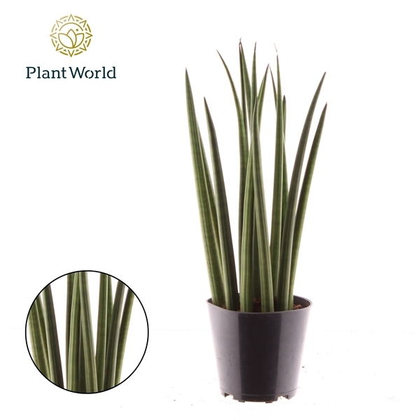 Sansevieria cylindrica Bacularis Mikado 12Ø 40cm