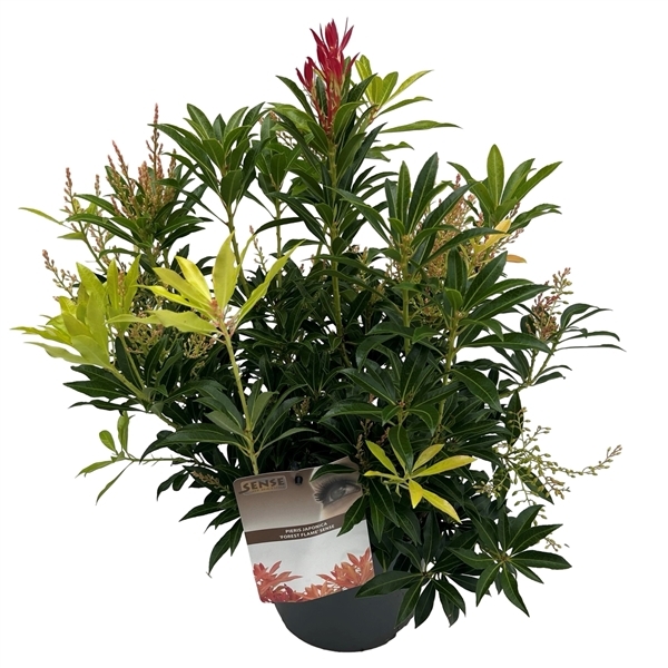 Pieris japonica Forest Flame 19Ø 40cm