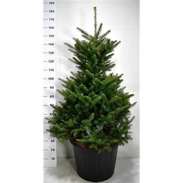 Abies koreana 54Ø 165cm
