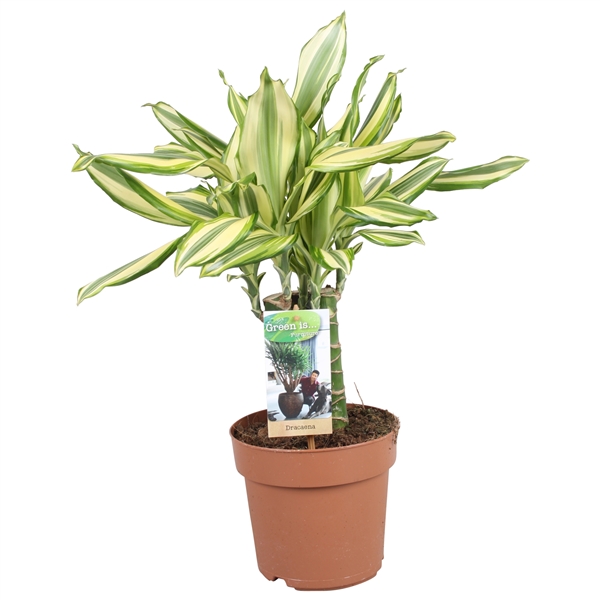 Dracaena Diamond Dream 17Ø 50cm 3pp