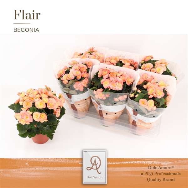Begonia Elatior du Hailey Sunset 14Ø 31cm