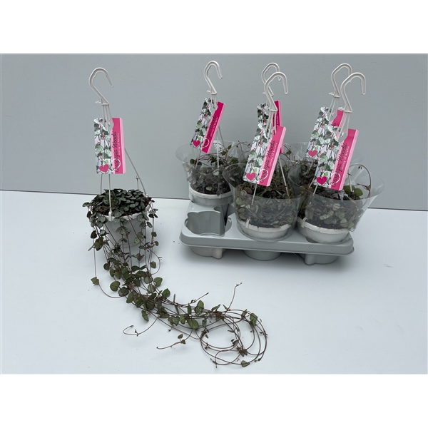 Ceropegia woodii 14Ø