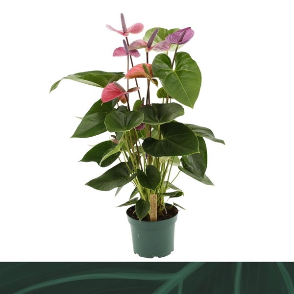 Anthurium Andreanum Cavalli 17Ø 65cm 6fl